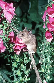 Ian Beames: YELLOW-NECKED MOUSE