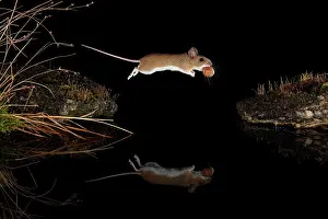Murid: Yellow-necked mouse (Apodemus flavicollis) jumps