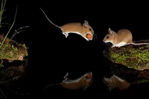 Murid: Yellow-necked mouse (Apodemus flavicollis) jumps