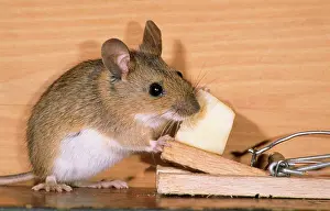 Apodemus: Yellow-necked Mouse - at mousetrap