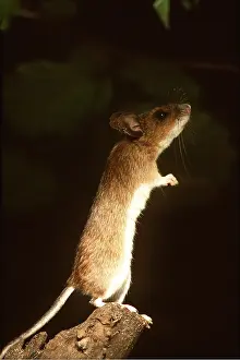 Necked: Yellow-Necked Mouse - standing