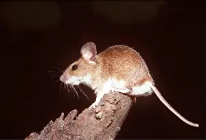 Mice: YELLOW NECKED MOUSE - on tree