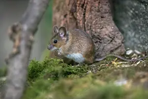 290421: Yellow Necked Mouse - UK