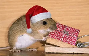 Presents: Yellow-necked Mouse wearing Christmas hat at mousetrap