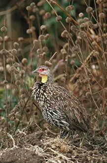 Francolinus: Yellow-Necked Spur-Fowl