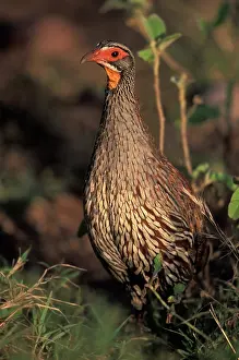 Francolinus: Yellow-necked Spurfowl