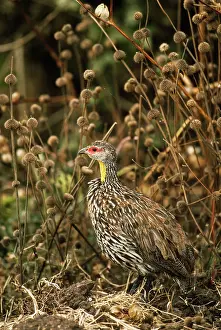 Francolinus: Yellow-necked Spurfowl