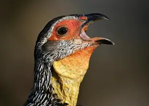 Francolinus: Yellow-necked spurfowl (Francolinus leucoscepus)