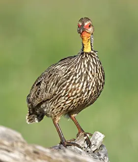 Francolinus: Yellow-necked spurfowl (Francolinus leucoscepus)