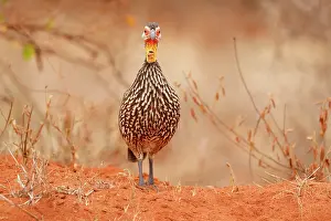 Gallinacean: Yellow-necked Spurfowl (Pternistis leucoscepus)