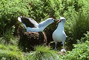 Gough: Yellow-nosed Albatross - displaying