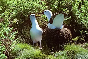 Gough: Yellow Nosed ALBATROSS - pair displaying, on nest