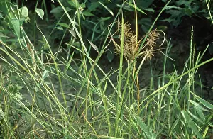 Sedge: Yellow Nutsedge