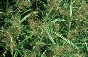 Sedge: Yellow Nutsedge Plants
