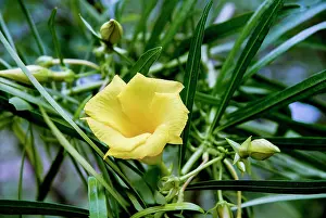 Oleander: Yellow Oleander