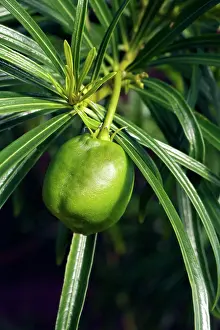 Oleander: Yellow Oleander seed casing