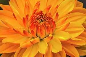 Perry: Yellow, orange dahlia blooming macro