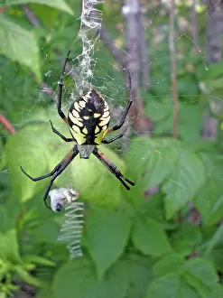 Argiope: Yellow Orb Weaver Garden Spider
