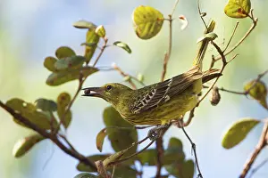 Oriolus: Yellow Oriole
