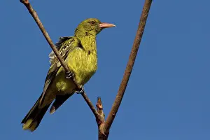 Oriolus: Yellow Oriole