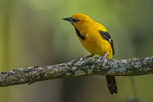 Oriole: Yellow Oriole (Icterus nigrogularis) Pereira, Risaralda