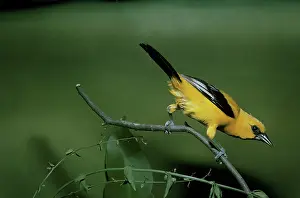 Gillean White: Yellow Oriole - perched on a branch - rear view