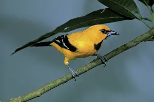 Orioles: Yellow Oriole - perched on a branch - front view