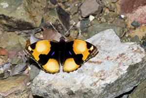Afric: Yellow Pansy butterfly - male