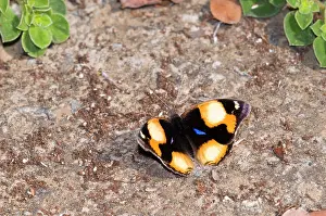Junonia: Yellow Pansy - butterfly male basking in sun