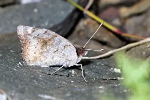 Afric: Yellow Pansy butterfly - male with wings closed
