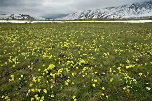 Sasso: Yellow Pansy and other flowers on the Campo Imperatore