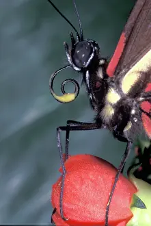 Proboscis: Yellow-Patched Longwing