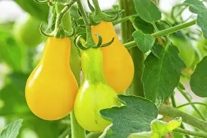 Vegetables: Yellow Pearshaped tomato