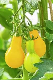 Vegetables: Yellow Pearshaped tomato