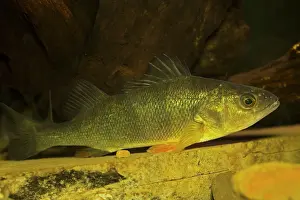 Flavescens: Yellow Perch