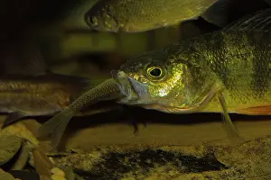 Flavescens: Yellow Perch eating minnow