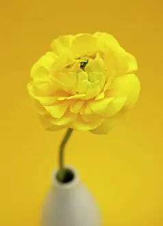 Vase: Yellow Persian Buttercup (Ranunculus asiaticus)