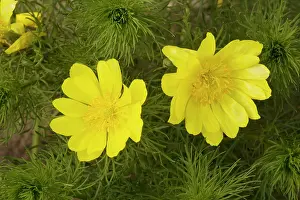 Vernalis: Yellow Pheasant's eye