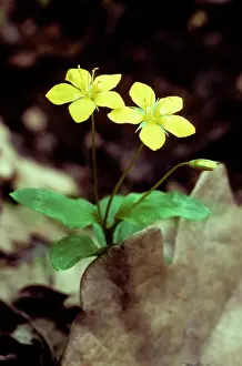 Pimpernel: Yellow Pimpernel