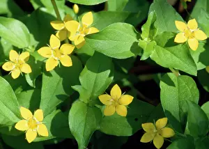 Pimpernel: Yellow Pimpernel