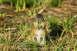 Chipmunks: Yellow-pine Chipmunk