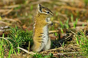 Chipmunks: Yellow-pine Chipmunk