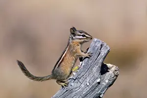 Chipmunks: Yellow-pine CHIPMUNK
