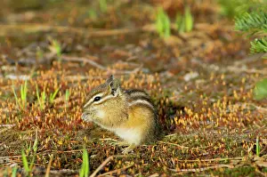 Chipmunks: Yellow-pine Chipmunk - eating haircap moss sporophytes