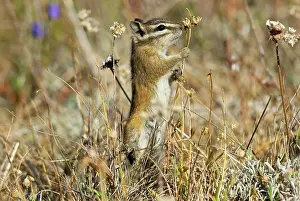 Chipmunks: Yellow-pine Chipmunk - feeding on seeds in subalpine meadow