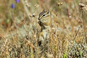 Chipmunks: Yellow-pine Chipmunk - feeding on seeds in subalpine meadow