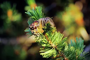 Chipmunks: Yellow-pine chipmunk - harvesting seeds from whitebark