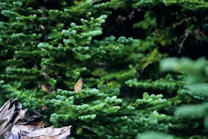 Chipmunks: Yellow-pine Chipmunk - sitting on subalpine fir branch
