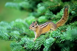Chipmunks: Yellow-pine Chipmunk - on subalpine Fir branch