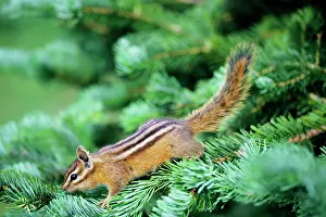 Chipmunks: Yellow-pine Chipmunk - on subalpine fir branch